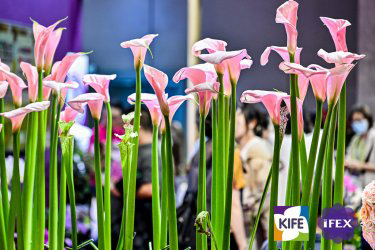 昆明花卉展展品范围图2